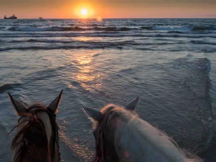 Horse Ride